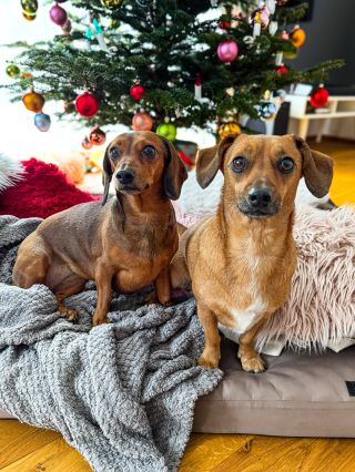 Přejeme vám všem, ať prožijete Vánoce přesně tak, jak si přejete. 🎄❤️ My máme už pár let pod stromečkem pokaždé stejné...